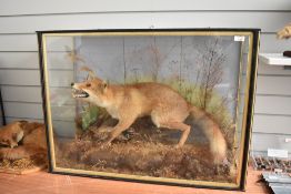 A taxidermy diorama of a fox fully cased measuring 88cm x 65cm x 34cm