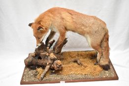 An interesting taxidermy study of a fox searching in a pile of small logs