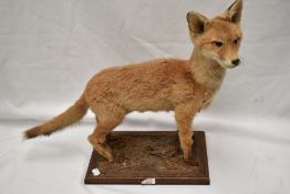 A taxidermy study of a fox cub mounted on a wooden plinth