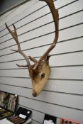 A taxidermy study of a Fallow deer stags Head