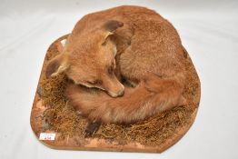 A taxidermy study of a fox cub curled up mounted on a wooden plinth