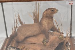 A taxidermy cased fully glazed study of a mink measuring 39cm x 33cm x 29cm