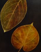 A contemporary poster print, 'Evolution I', two gold coloured leaves on black ground, framed and