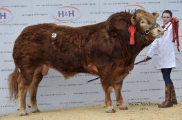Limousin Semen 3 x straws of Rossignol Limousin semen Value £250 per straw Kindly donated by