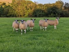 Blue Faced Leicester semen - 2 pellets of semen from Highberries 3425/k11 He was purchased jointly