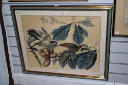 After John James Audubon M.W.S (French-American, 1785-1851), colour print, Yellow Billed Cuckoo,