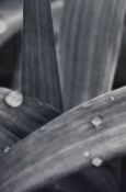 20th Century, a monochrome macro photographic print, Water droplets on leaves, signed in print
