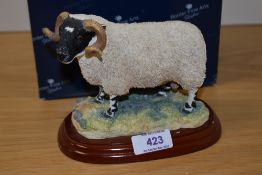 A Border Fine Arts study, Blackfaced Ram A0734.