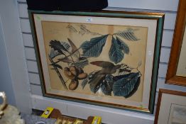 After John James Audubon M.W.S (French-American, 1785-1851), colour print, Yellow Billed Cuckoo,