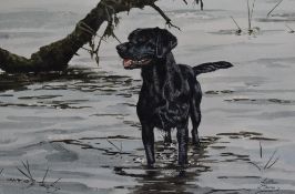 Gillian Harris (20th Century, British), a watercolour, A black labrador within a naturalistic
