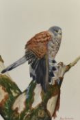 Alan Richards (20th Century), watercolour, 'Study of Falcon', signed to the lower right and dated '