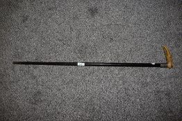 A Victorian walking cane, the horn handle in the form of an eagle head, having a white metal collar,