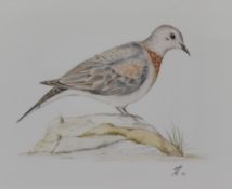Artist Unknown (20th Century), watercolour, Two wildlife portraits, 'Palm or Laughing Dove' & 'Owl',
