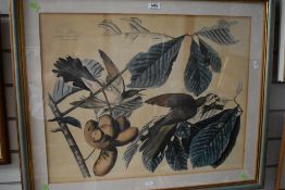 After John James Audubon M.W.S (French-American, 1785-1851), colour print, Yellow Billed Cuckoo,