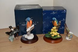 Two Border Fine Arts Ornithological Kingfisher studies, comprising 'Kingfisher B0024' modelled by