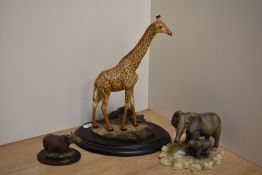 A Feathers Wildlife 'Feathers of Knysna' (South Africa) limited edition study of a Giraffe, number