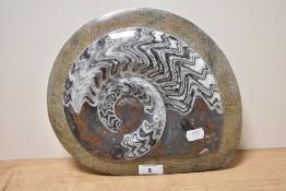 A large polished Goniatite/amonite fossil of matrix form, possibly Manticoceras Cordatum.