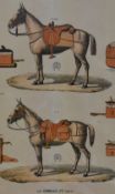 After Rev. William Houghton (19th Century, British naturalist), coloured prints, An assorted
