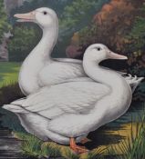 After F.W. Ludlow (19th Century), coloured prints, Chickens and other birds from Cassell's Poultry