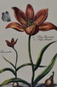 After Jean-Baptiste Monnoyer (1636-1699, Franco-Flemish), hand painted restrikes, An assorted