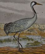 After J.A. Naumann (19th Century), coloured print, 'Grue Cendree', an ornothological study,