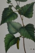 After Pancrace Bessa (1772-1846, French), prints of coloured engravings, Botanical studies -