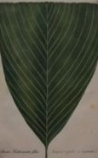 After Johann Wilhelm Weinmann (1683-1741, German), colour printed mezzotint, Leaf from the '
