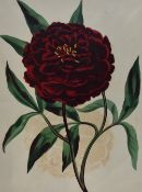 After Frederick William Smith (1797-1835), coloured prints, Botany studies, from Sir Joseph Paxton's