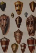 After Oliver Goldsmith (1728-1774, British), coloured print, An annotated illustration of shells,