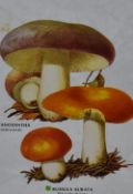 After Conrad Loddiges (1738-1826, British horticulturist), coloured prints from copper engravings,