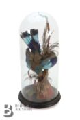 Victorian Taxidermy