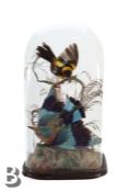 Victorian Taxidermy