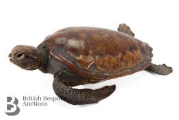 Taxidermy Turtle