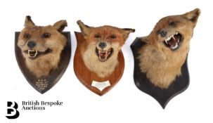 Fox Head Taxidermy