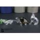 Swarovski Crystal Animals - Image 3 of 4