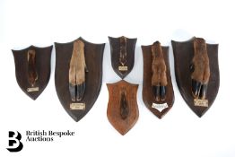 Collection of Hunting Taxidermy