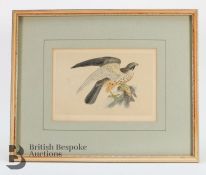 Antique Hand-Coloured Print