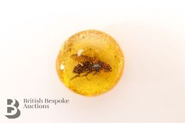 Polished Amber