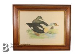 Italian Bird Prints