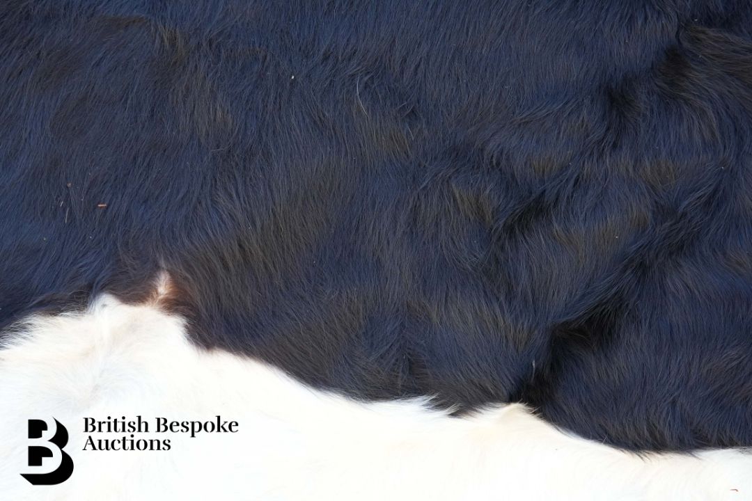 Large Holstein Cow Hide - Image 4 of 4