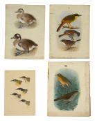 Henrik Gronvold (Danish, 1858-1940) ornithological studies for Ibis