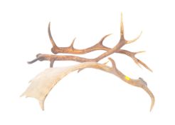 20TH CENTURY TAXIDERMY FALLOW DEER ANTLERS