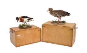 TWO TAXIDERMY STUDIES DEPICTING GOOSE & DUCK