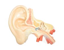 ANATOMY - LARGE 20TH CENTURY FIBERGLASS HUMAN EAR