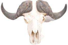 TAXIDERMY & NATURAL HISTORY - WATER BUFFALO SKULL & HORNS