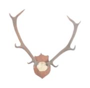 TAXIDERMY & NATURAL HISTORY - SET OF STAG ANTLER HORNS