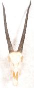 TAXIDERMY & NATURAL HISTORY - GEMSBOK SET OF ANTLER HORNS