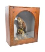 TAXIDERMY - A LATE VICTORIAN COMMON FEMALE KESTREL