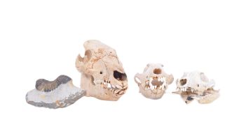 NATURAL HISTORY INTEREST: THREE SMALL MAMMAL SKULLS & FOSSIL