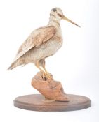 OF TAXIDERMY INTEREST - RETRO STUDY OF WOODCOCK BIRD